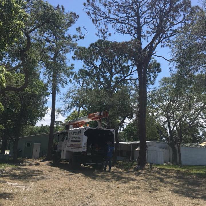 Aardvark Tree Services, LLC Photo