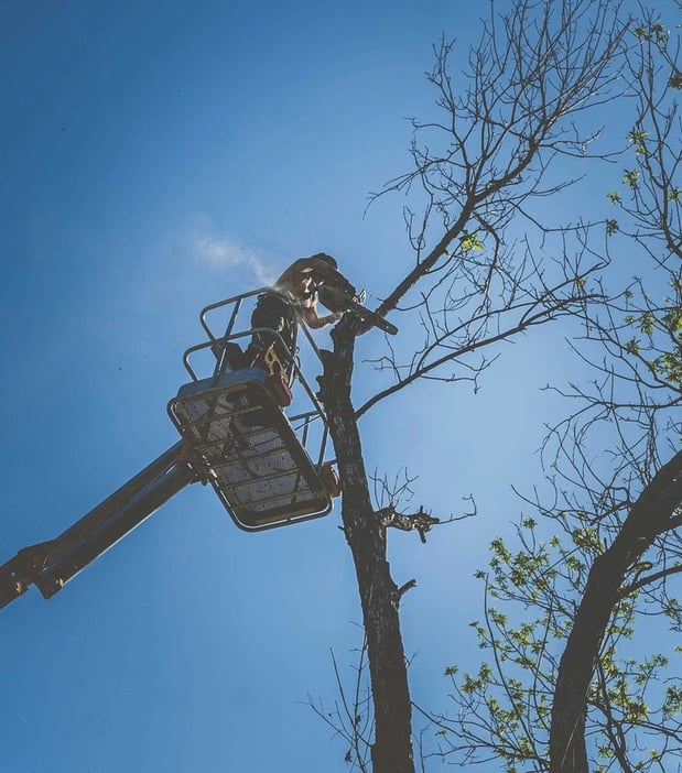 Images That Girl Tree Care