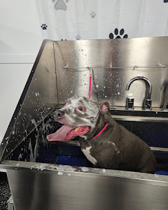 Images Doggie-Do's LLC