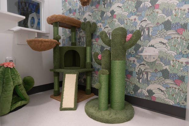 Images Cozy Cat Suites