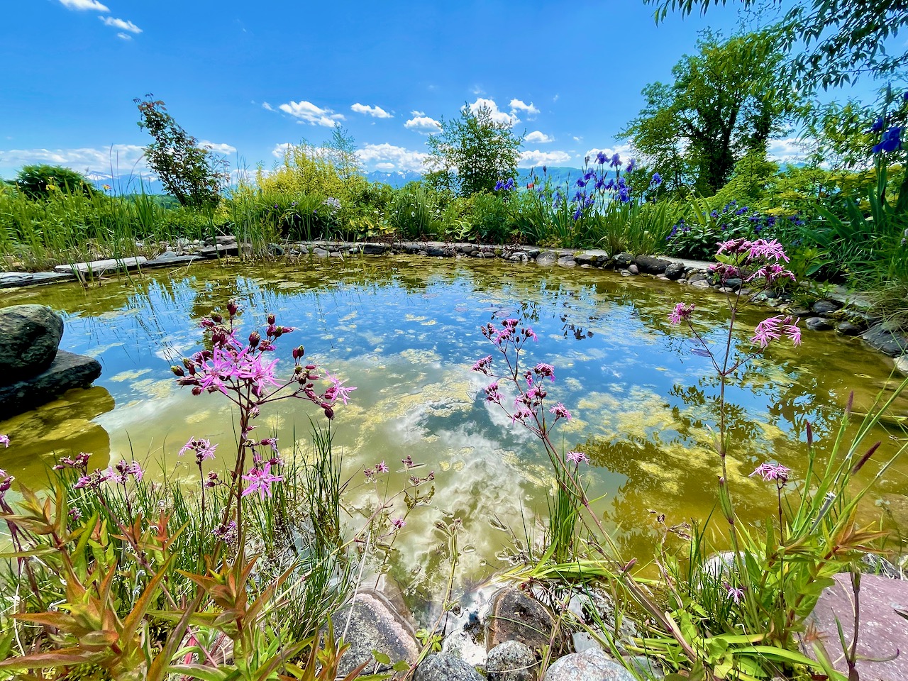 Bilder Wildblumendienst