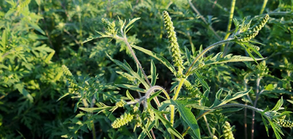 Bilder Invaphyt GmbH