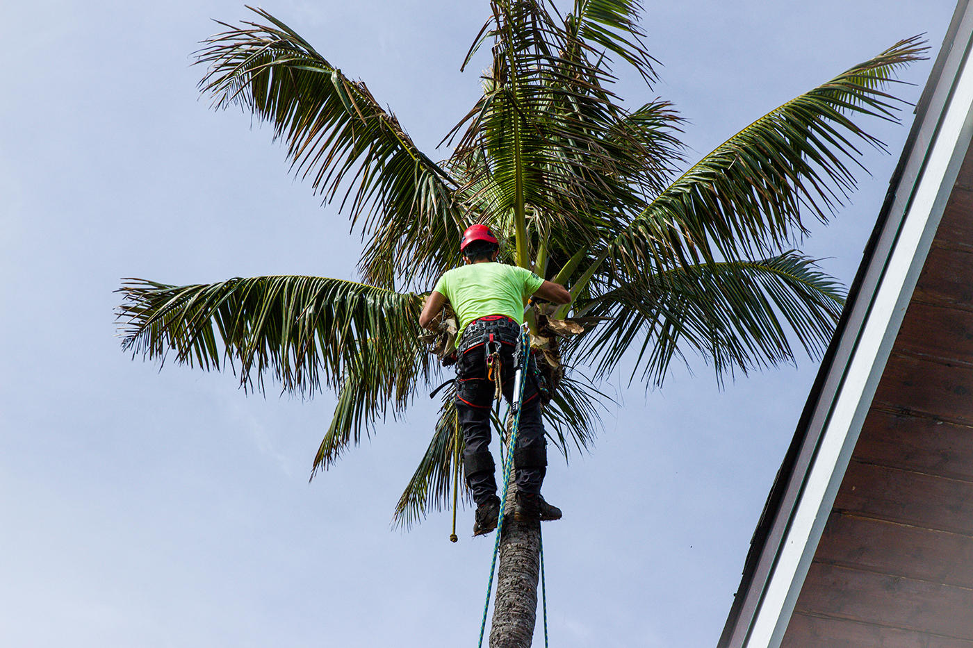 In Oahu, Hawaii, a tree service worker carefully removes a fallen tree from a property, ensuring minimal disruption to the landscape.