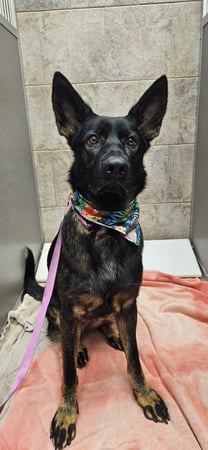 Images VCA Santa Margarita Animal Hospital