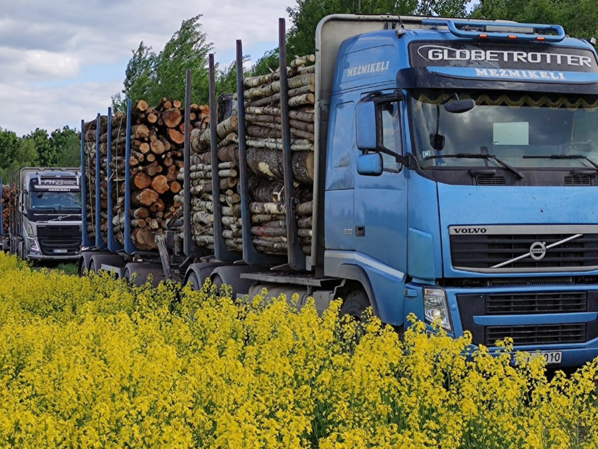 Forvardera sagatavotā koksne tiek pārvietota uz Mežmikeļi kokvedēju.
