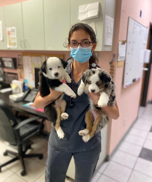 Images VCA Preston Park Animal Hospital