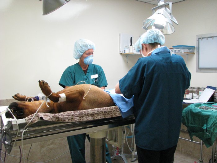 Images VCA McCormick Ranch Animal Hospital and Emergency Center