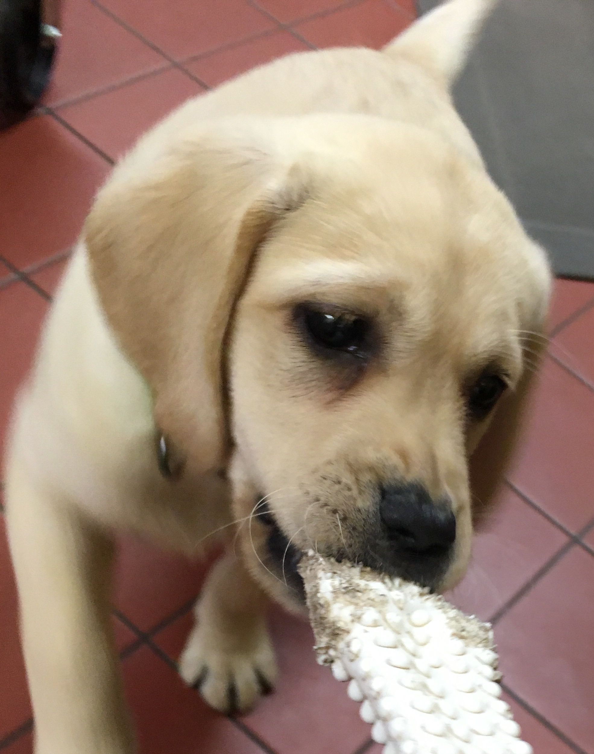 Puppy Basics Comfort Hill Kennel