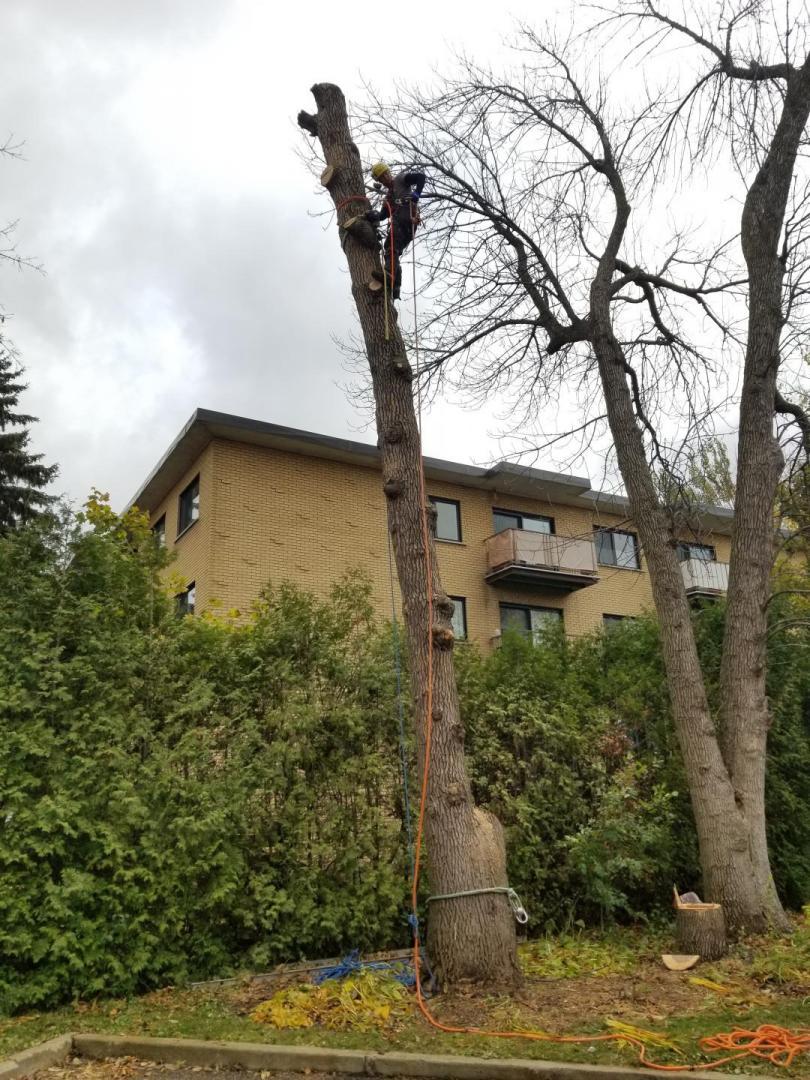 Images Arboriculture Arbo-Scape