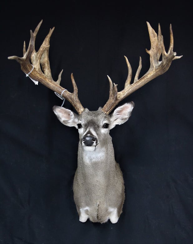 Images Safari Life Taxidermy