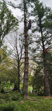 Images Martinez Tree Service