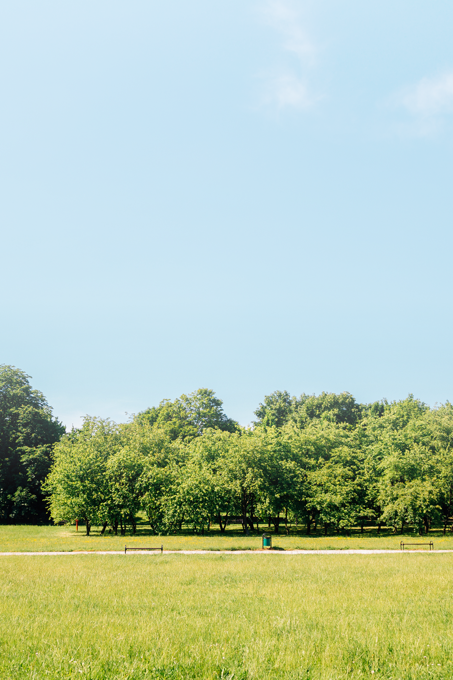 A blue sky and row of trees in a public park.