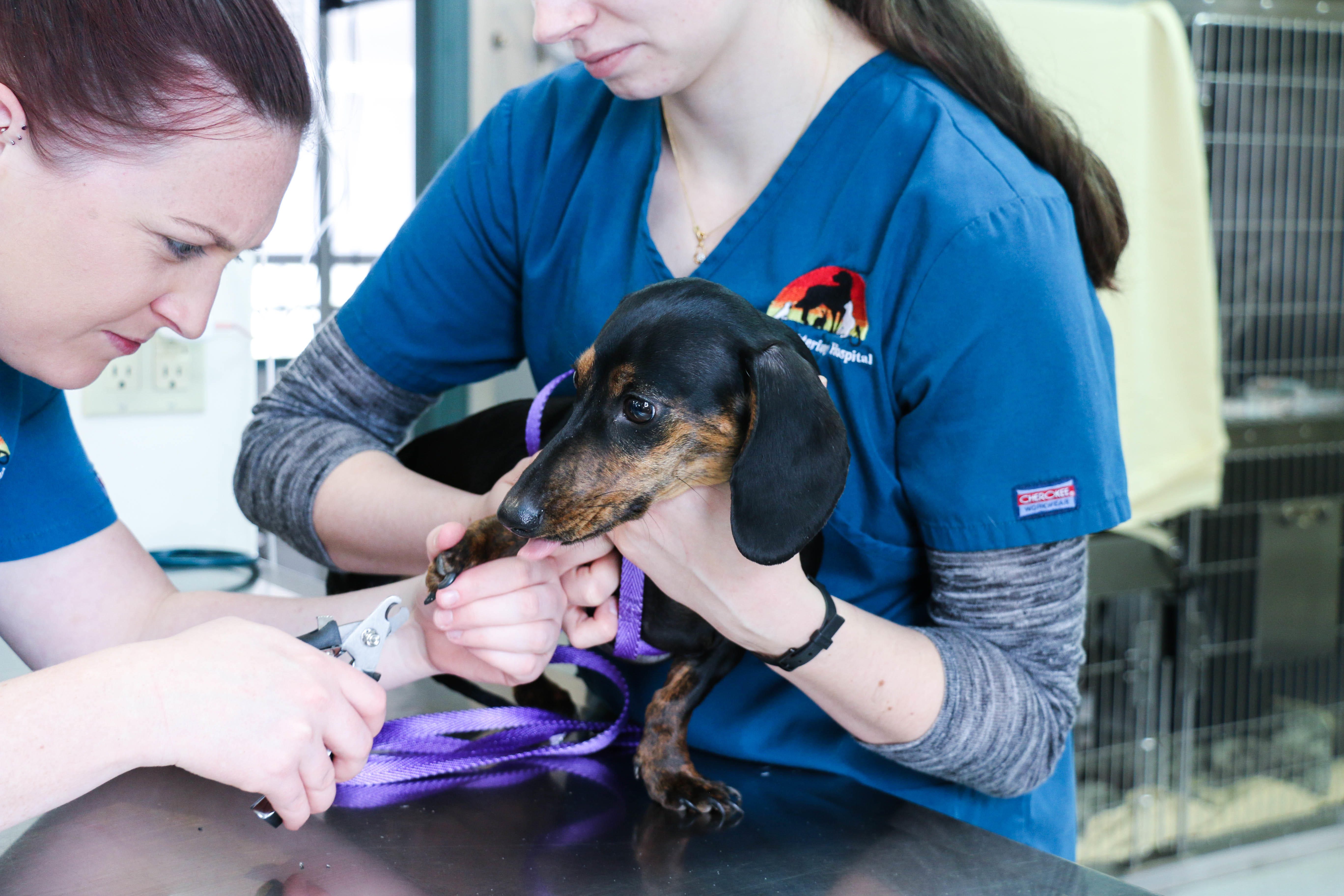 If you struggle to trim your pet’s nails at home, we can help!