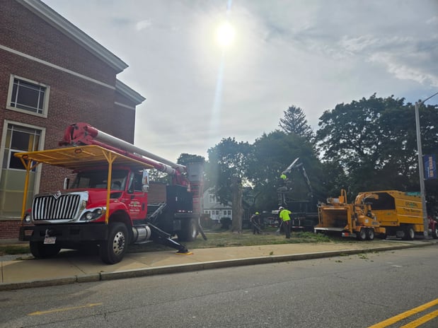 Images Dillon Tree Service