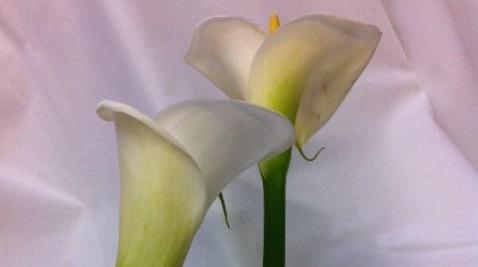 Images Malax Begravningsbyrå Ab - Maalahden Hautaustoimisto Oy