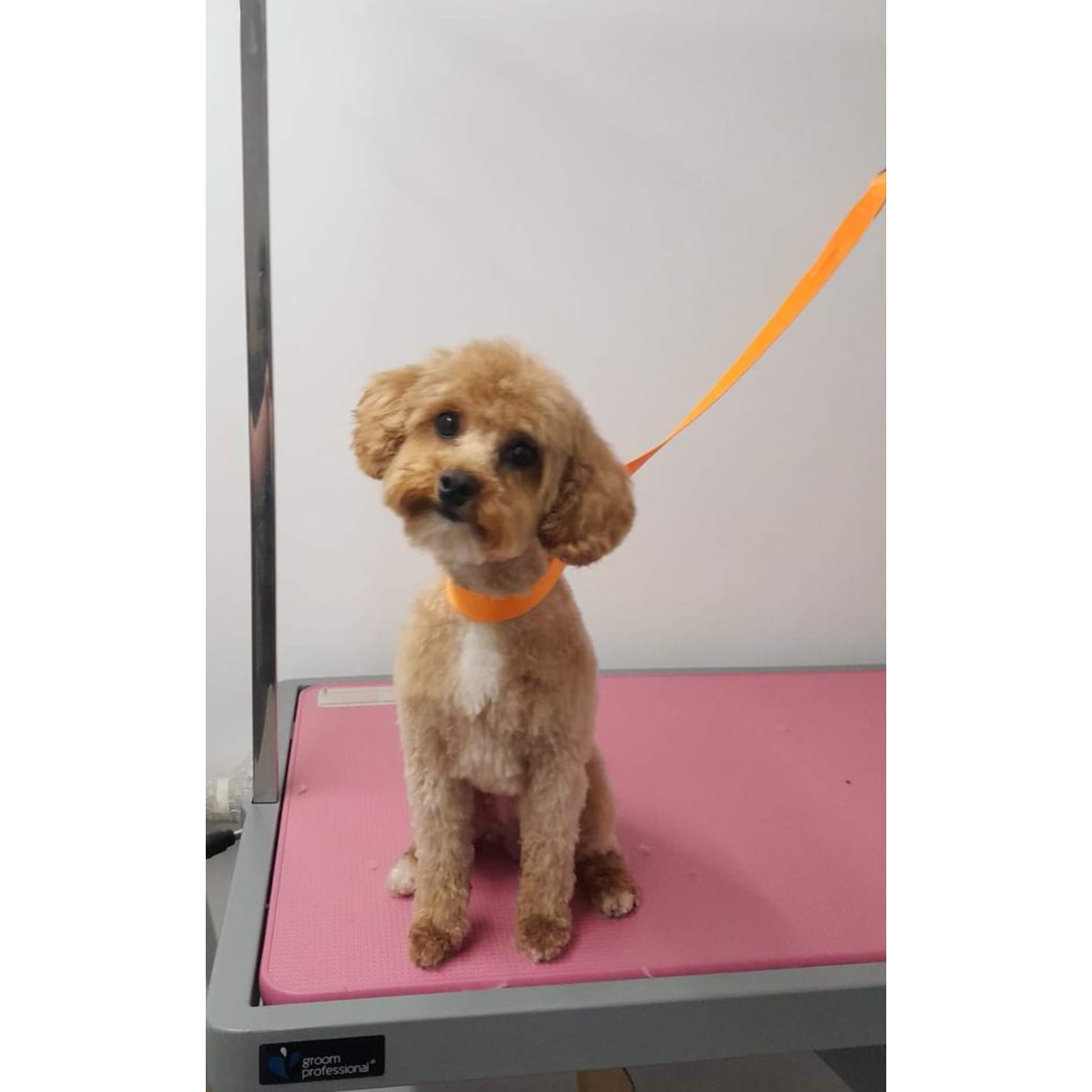Furcity Grooming - Sheffield, South Yorkshire S5 6QQ - 07542 114260 | ShowMeLocal.com