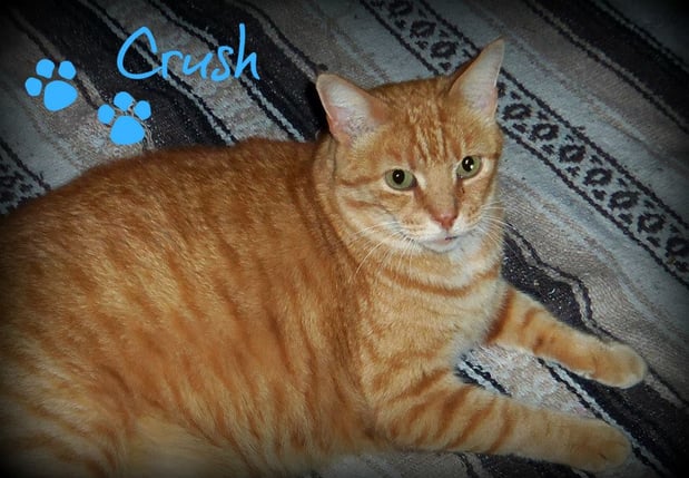 Images Whiskers 'N Paws In Home Pet Sitting
