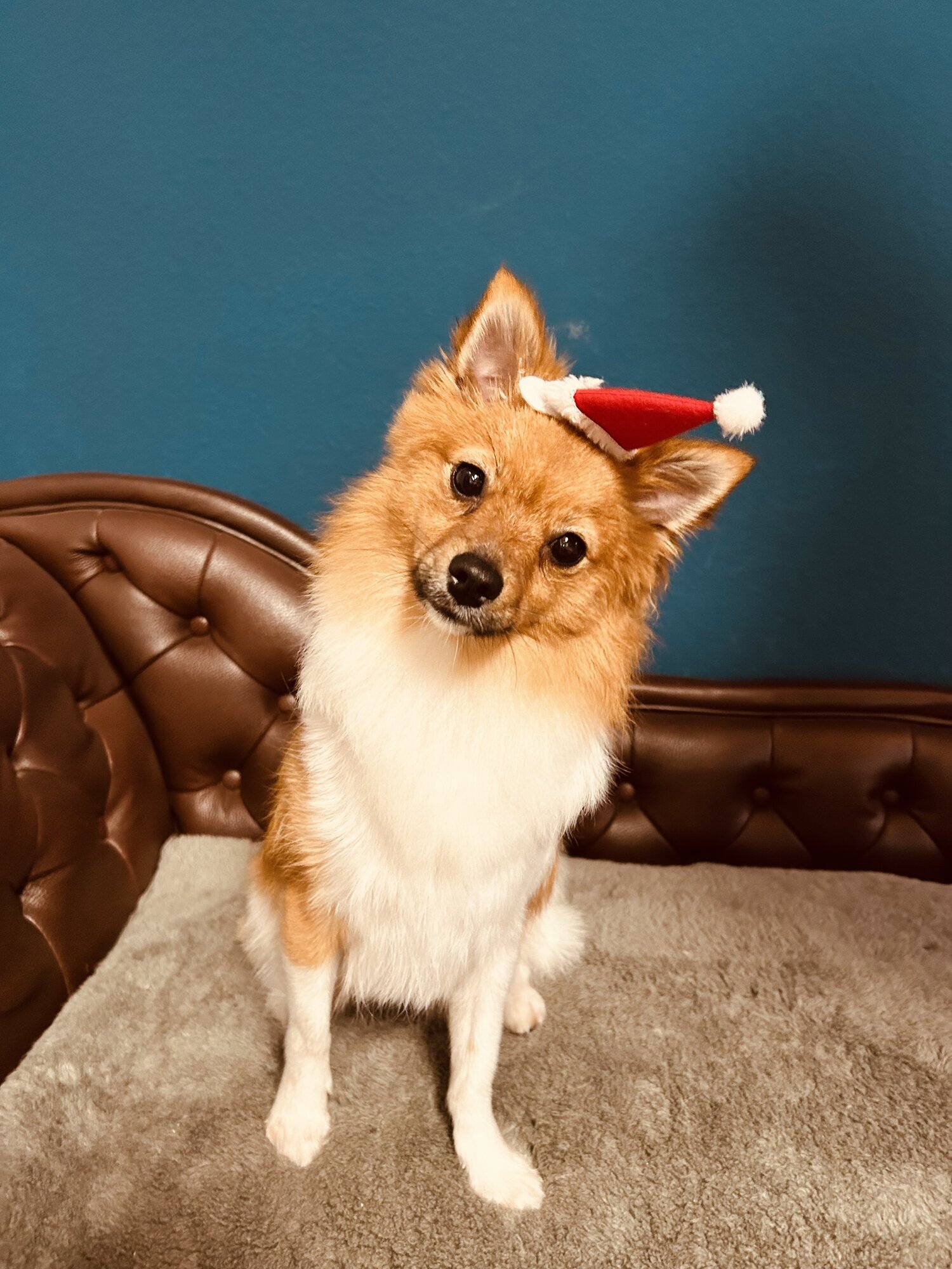 Artgerecht-dogspa, Gereonstraße 10 in Willich