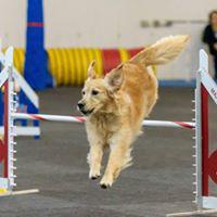 Images All FUR Fun Training and Event Center