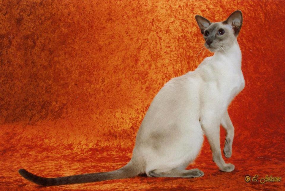 Tiikeri Cat - Our Champion 