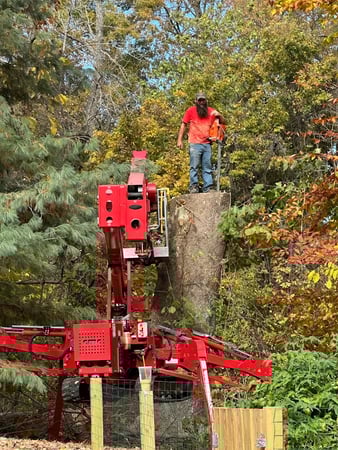 Images Ricks Tree Removal