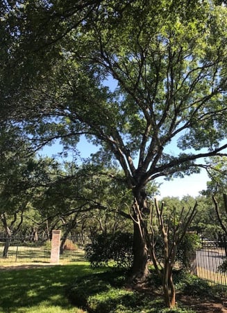 Images Out On A Limb Tree Care
