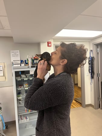 Images VCA Castle Shannon Animal Hospital