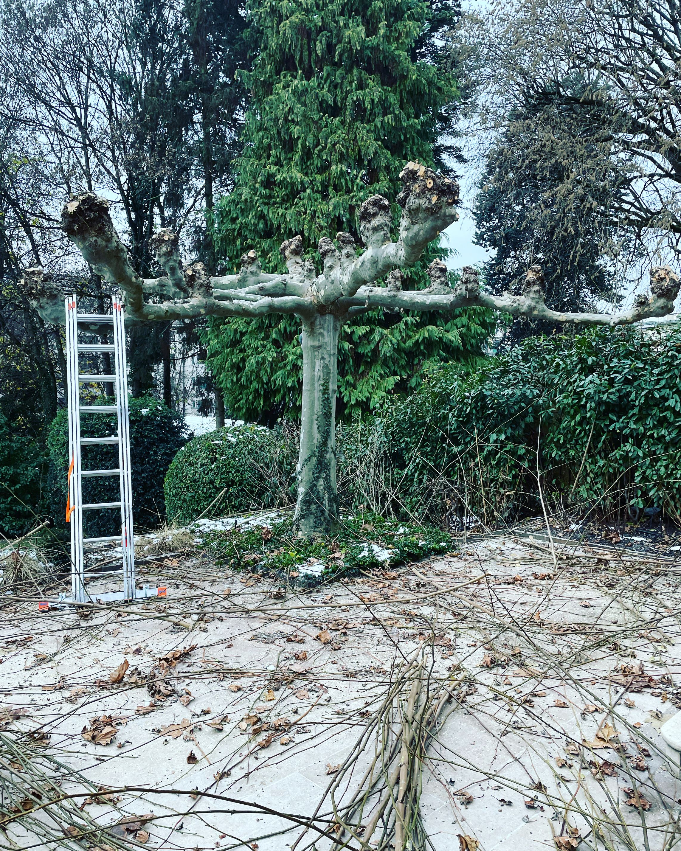 Bilder Royal Jardin sarl