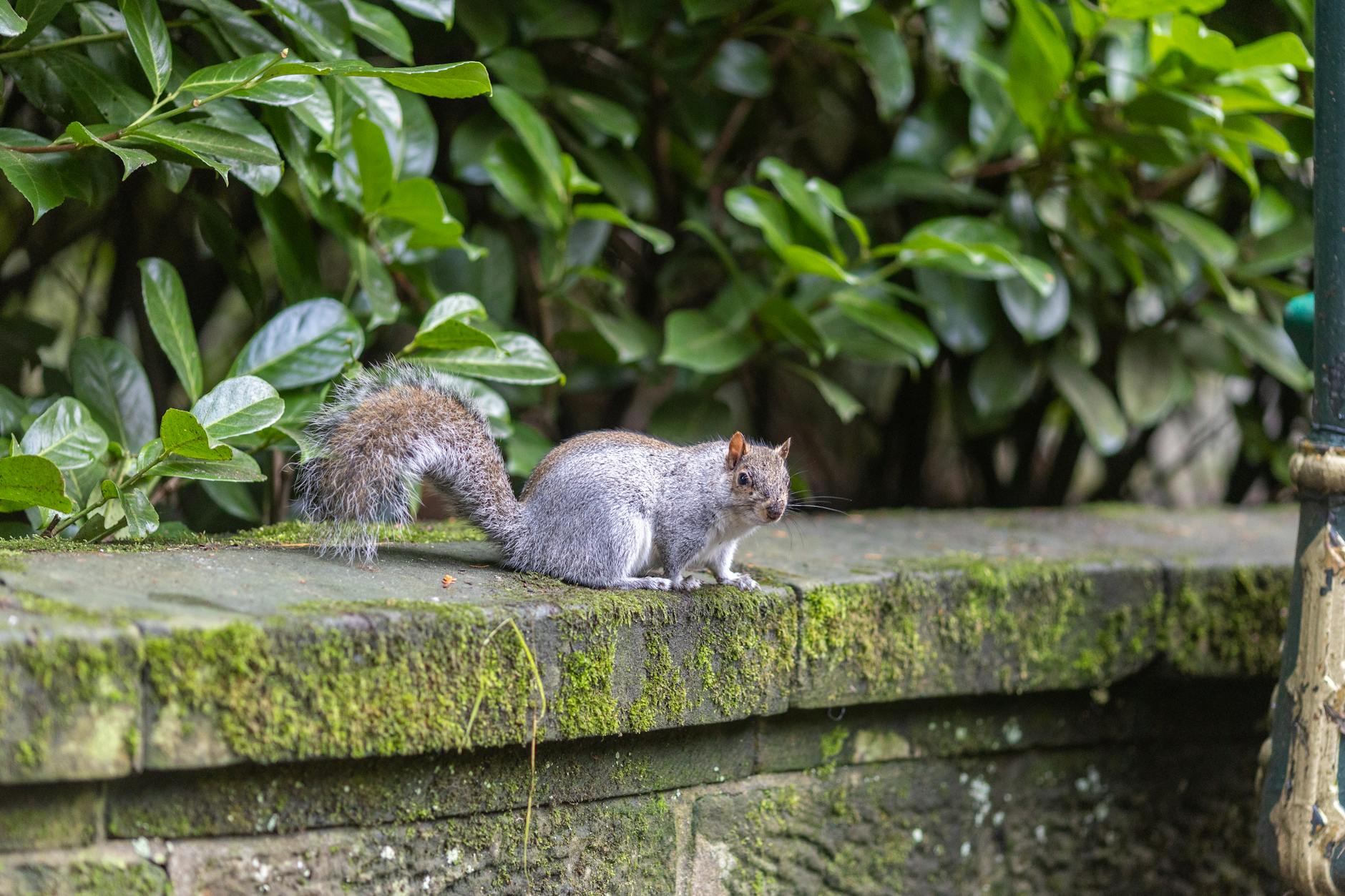 Little's Critter & Industrial Services