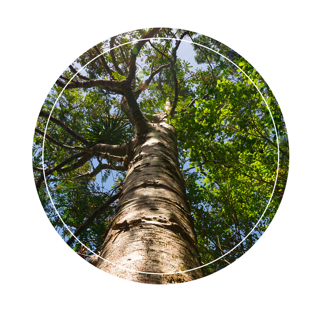 A bottom-up view of a tall tree.