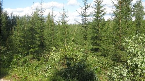 Images Metsuripalvelu HaKa Oy