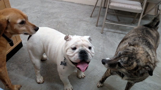 Images Our Home Doggy Daycare & Boarding