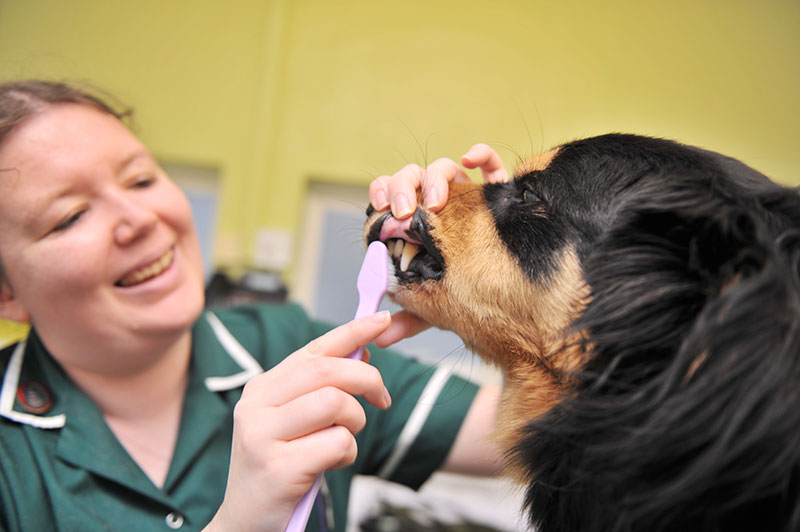 Abbey Veterinary Centres, Monmouth Monmouth 01600 711511