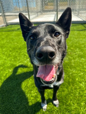 Images Feeders Pet Supply Boarding & Daycare