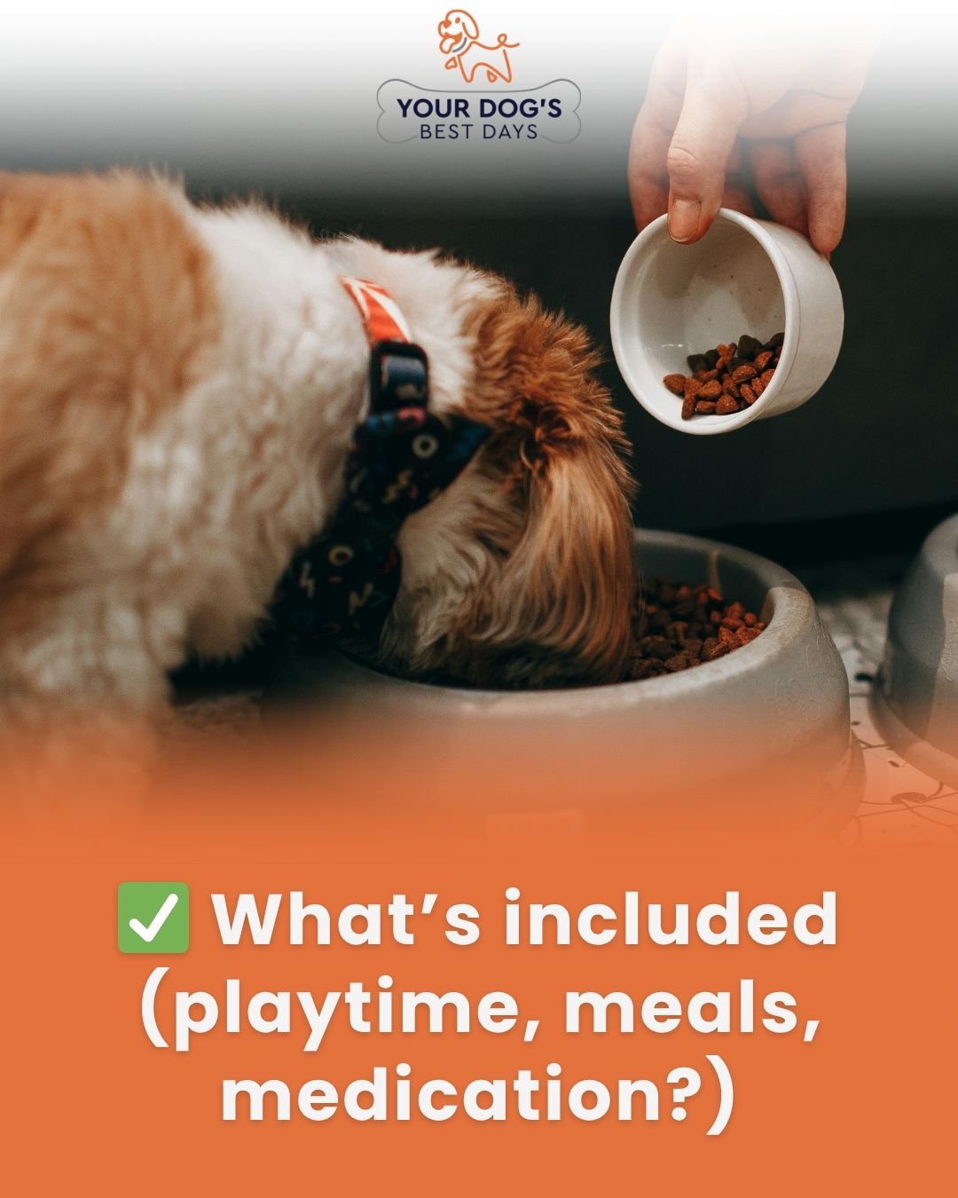 Dog boarding photo showing a pet enjoying mealtime, highlighting care that may include feeding schedules, playtime, meals, and medication support.