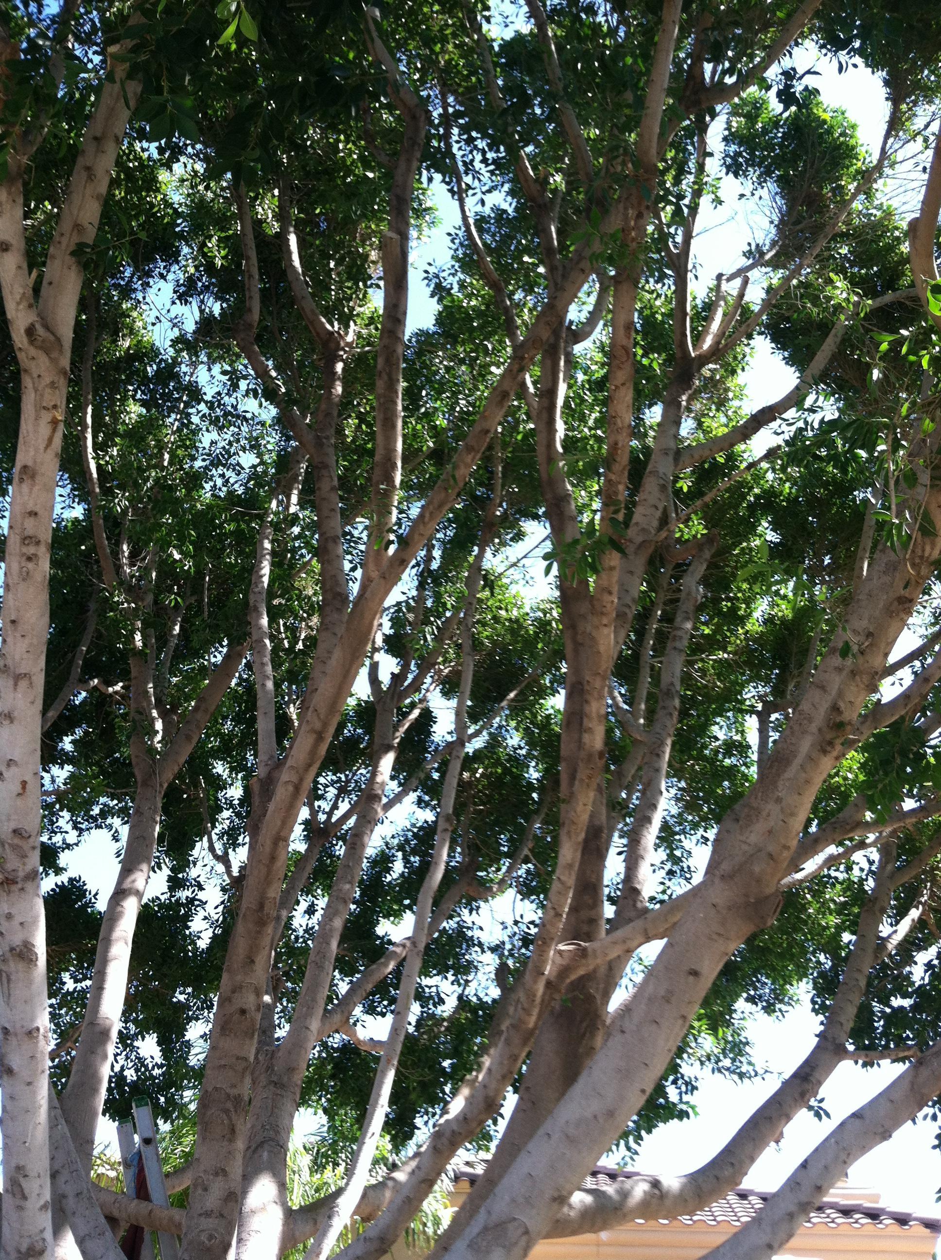 King's Tree Service. Inc