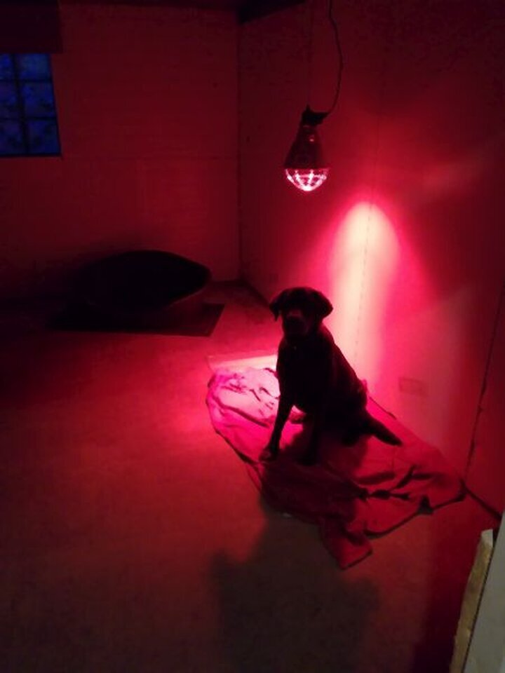 DogWaysCenter Moiken Plath - Hundephysio, Hundehotel/Pension, Hundetraining, Andreßenweg 1 in Friedrichskoog