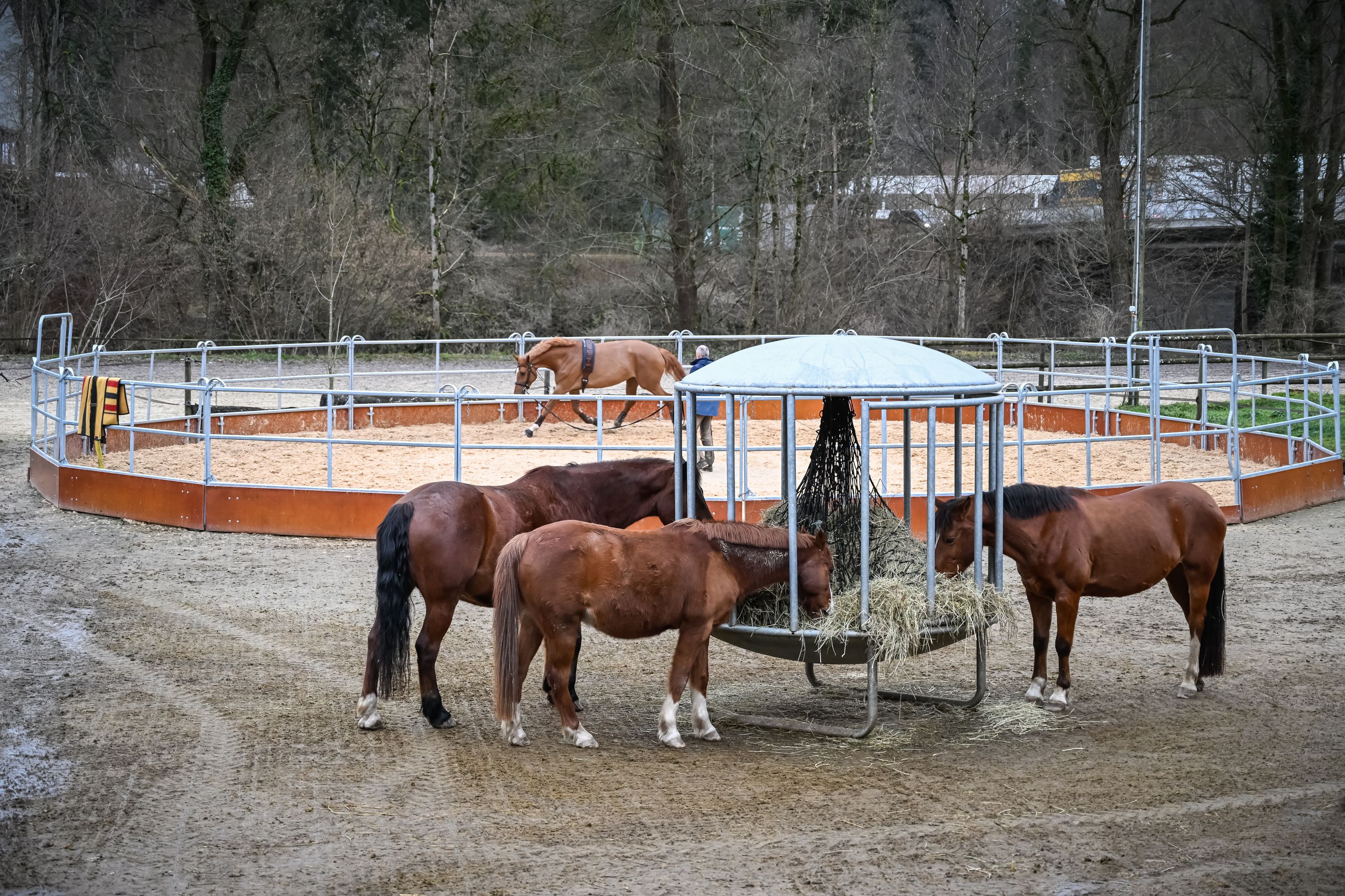 Bilder Reitsportzentrum St. Josefen AG
