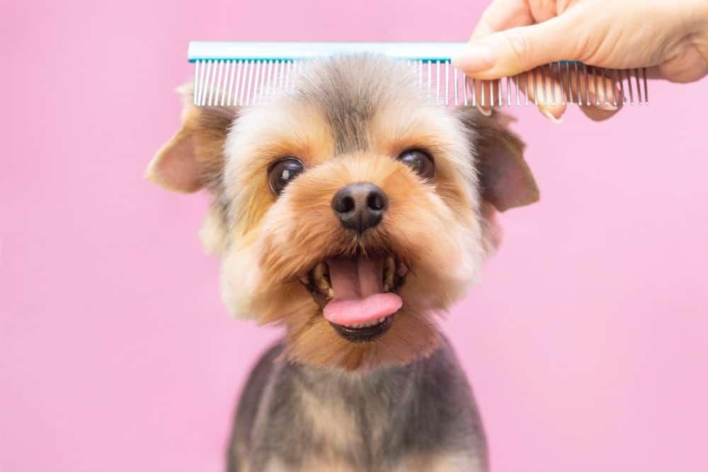Dog-a-holick is a locally owned family-operated business in Massachusetts. We are a dog grooming salon offering a personalized customer experience to every visitor that walks through our door.