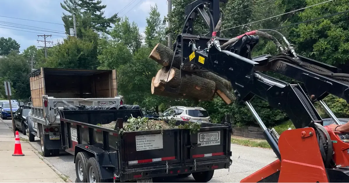 Storm Damage Tree Services in Pittsburgh, PA