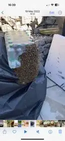 Images Platoon Pest Control