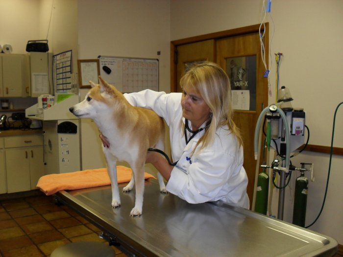 Image 3 | VCA Lockwood Ridge Animal Hospital