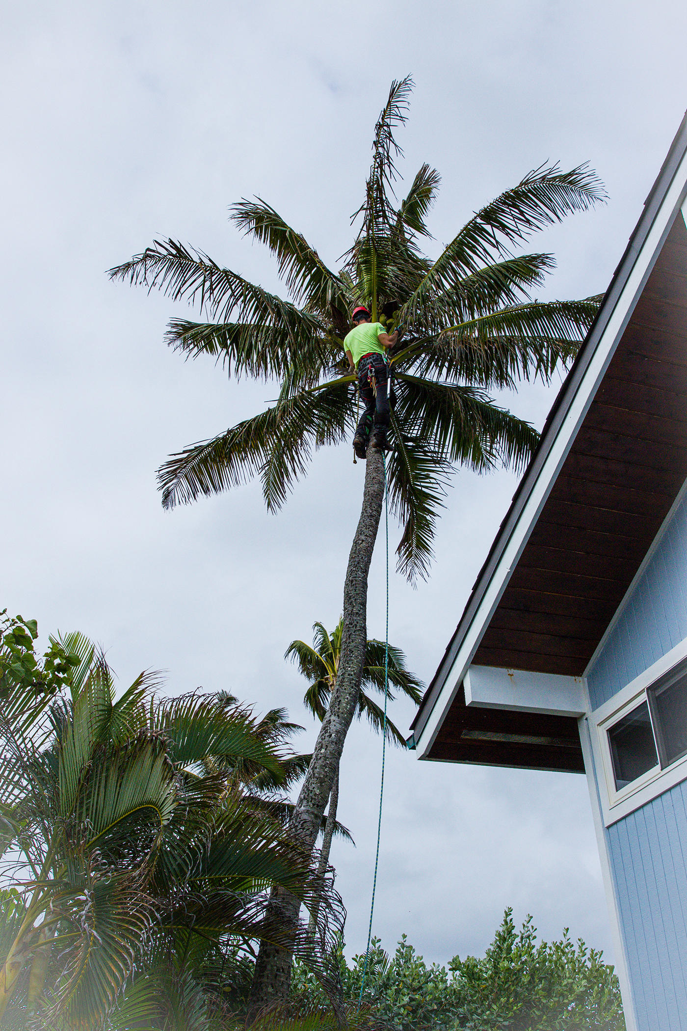 A tree service professional in Oahu, Hawaii, uses a bucket truck to reach tall trees, providing essential maintenance services to homeowners.