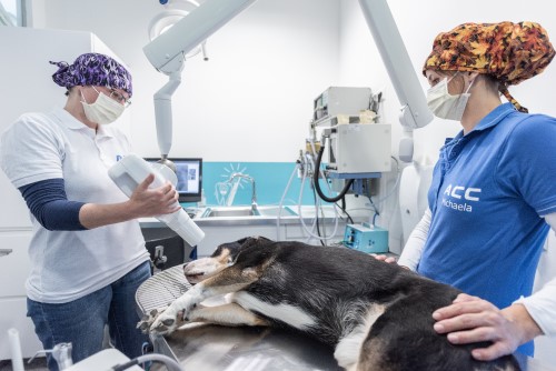 Bild 10 von ACC Mag. Georg Egger Kleintierklinik- animal care center