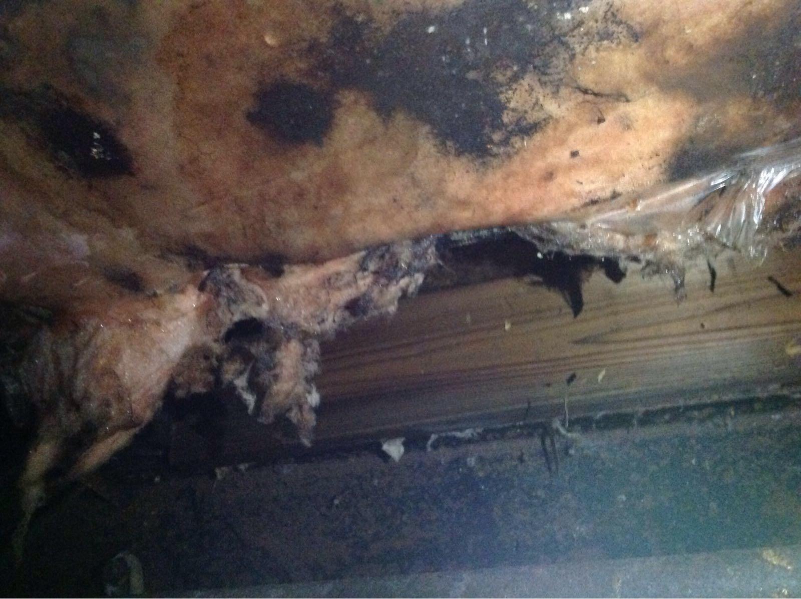 We will get this damaged insulation removed and replaced in no time.