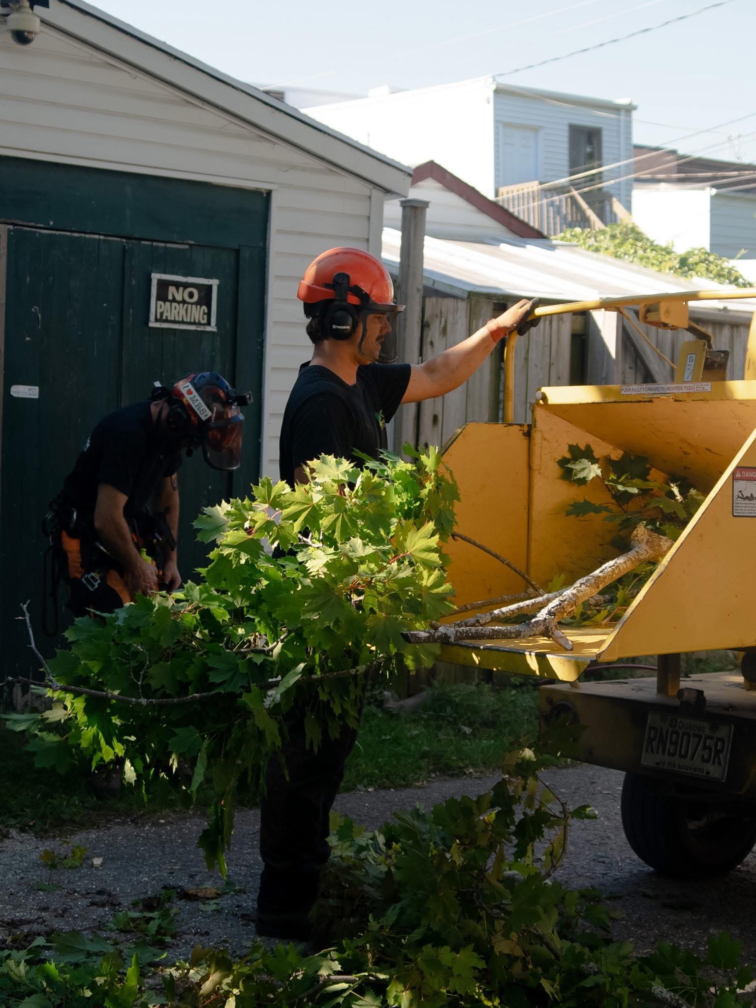 Images Service Entretien Arbres PL - Élagueur