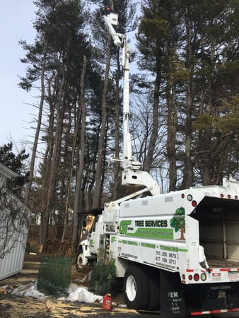 Images GT OptimoTree Services