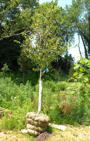 Images D. Follett Tree Service & Landscaping