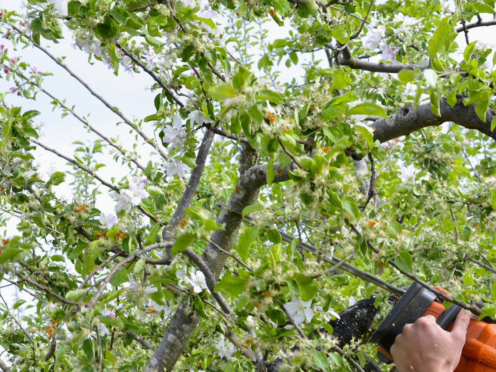 PrimeCare Tree Service