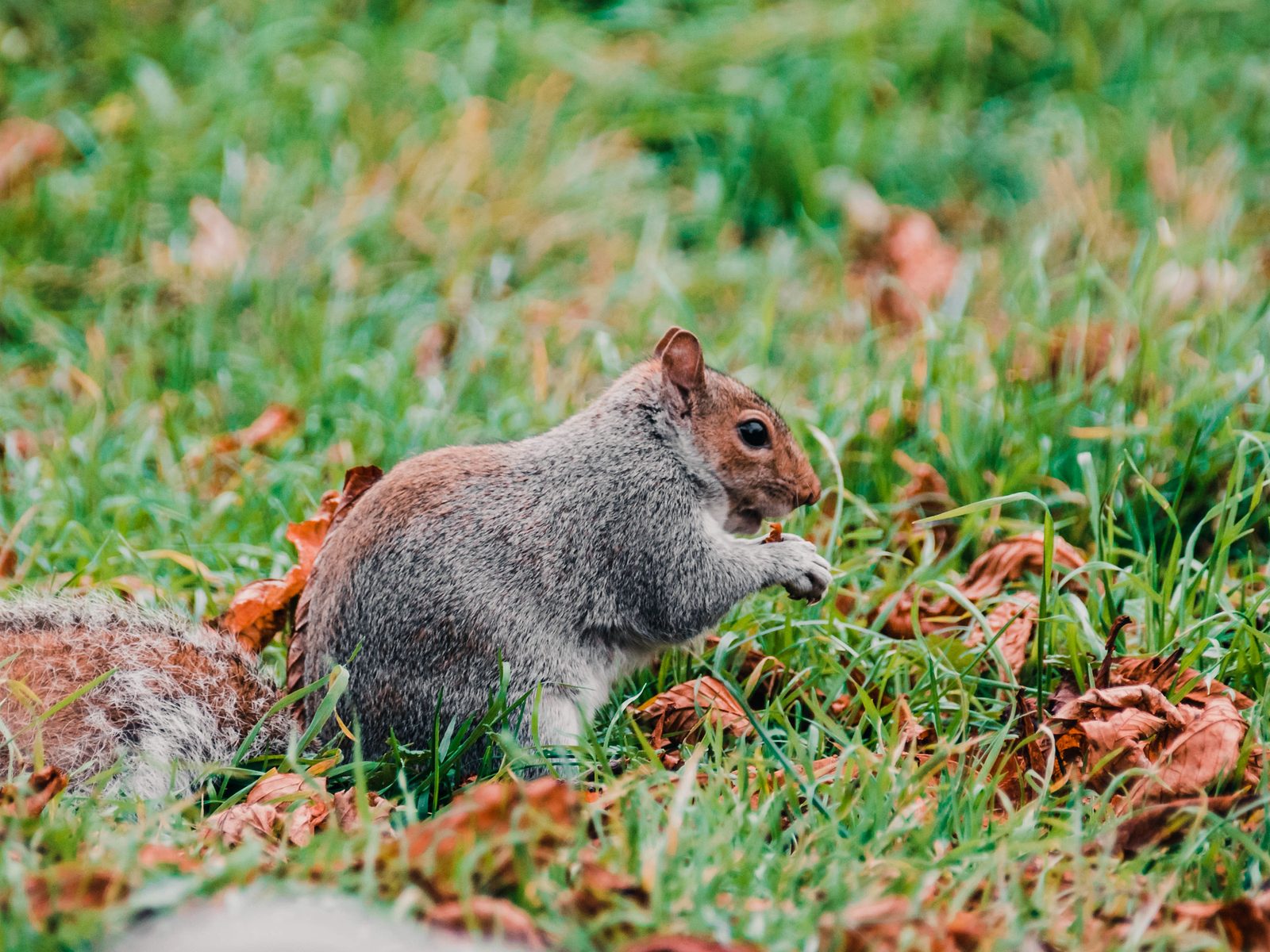 Humane Choice Wildlife Services